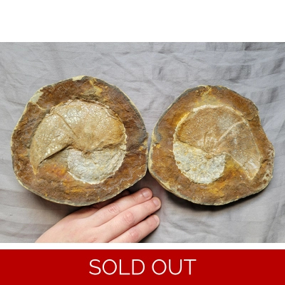 Rare Large Scaphites Fossil Shell Ammonite From South Dakota From a Unique Site